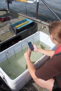 Smartphone use in fisheries