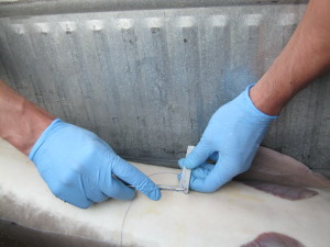 Daniel Struthers inserting a transmitter into a sturgeon.