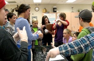 Melissa Dick dissects an adult coho salmon with the 7/8 grade class at Lucerne Elementary Secondary School in New Denver, BC
